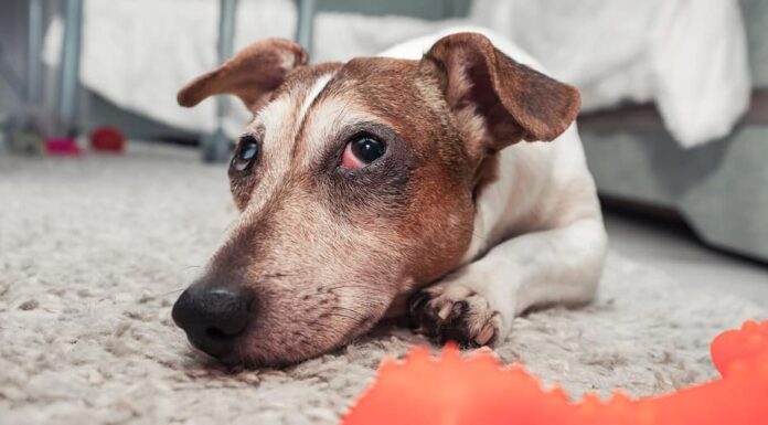 Stanco e triste cane jack russell terrier sdraiato sul tappeto accanto al giocattolo rosso.  Concetto di cura degli animali domestici.