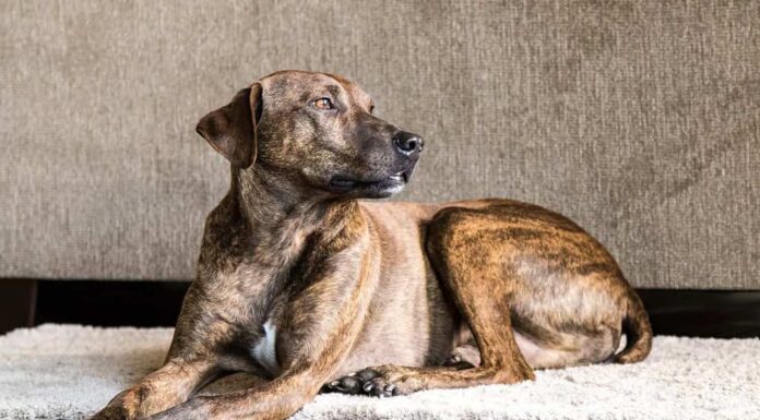 Plott Hound Mix Brindle al parco per cani