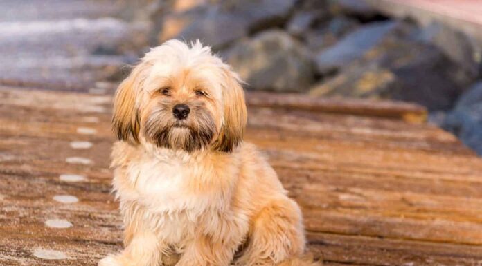 Cucciolo di Lhasa Apso che gioca sulla spiaggia 