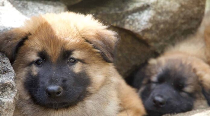 Cuccioli di pastore giovane che dormono insieme