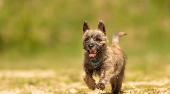 Cucciolo di Cairn Terrier che corre lungo la strada