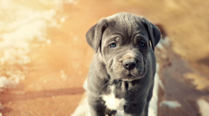 Cucciolo di Mastino Napoletano grigio