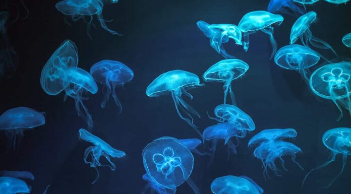 Meduse con effetto luce al neon