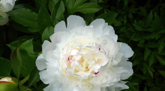 Scopri 12 tipi di fiori di peonia
