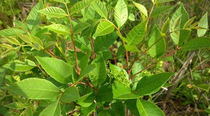 Sommacco velenoso vs Edera velenosa: quale è più pericoloso da toccare?
