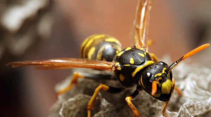 Primo piano di una vespa dal mantello giallo dal vivo
