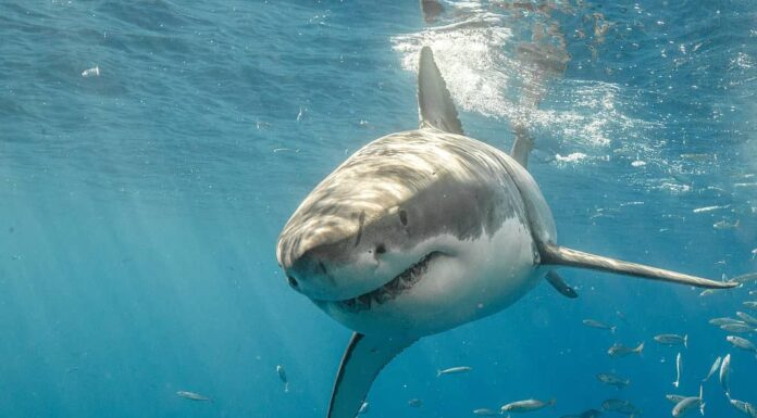 I grandi squali bianchi sono i predatori più importanti dell'oceano.