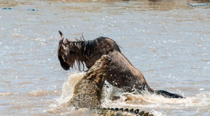 Una mandria di gnu sceglie il percorso più pericoloso verso il fiume
