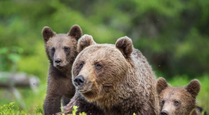 11 animali che non hanno paura del fuoco
