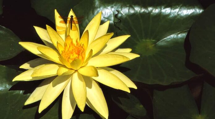 Ninfea - Albuquerque, Nuovo Messico