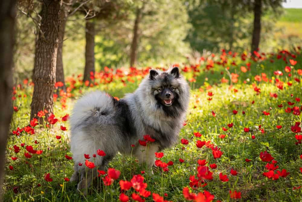 Keeshond in piedi tra i fiori