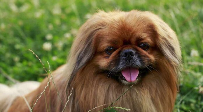 cane di razza pechinese