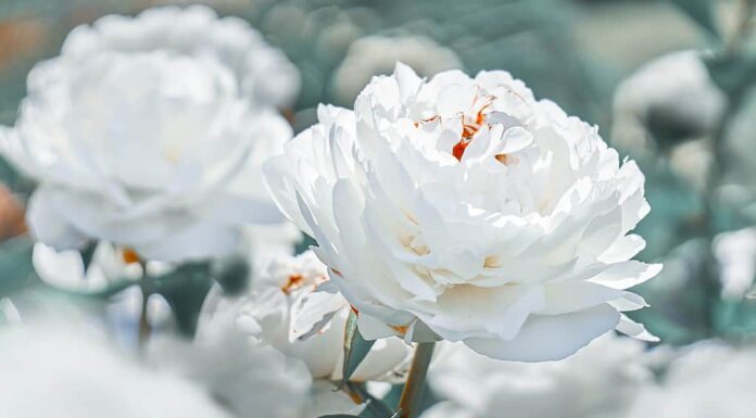 Le peonie bianche fioriscono sullo sfondo di peonie bianche sfocate nel giardino delle peonie.