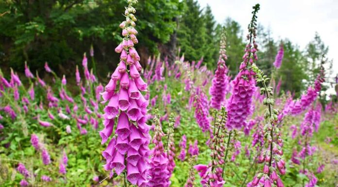 Foxglove (Digitalis purpurea) sulle pendici del monte Waligora, Stone Mountains, Polonia.