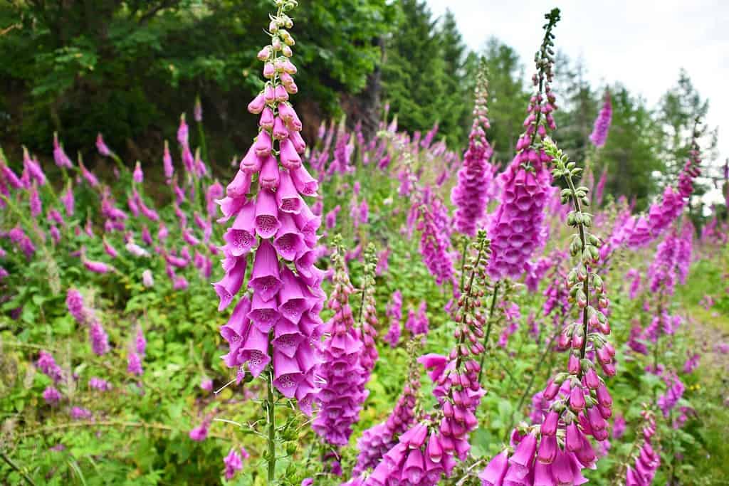 Foxglove (Digitalis purpurea) sulle pendici del monte Waligora, Stone Mountains, Polonia.