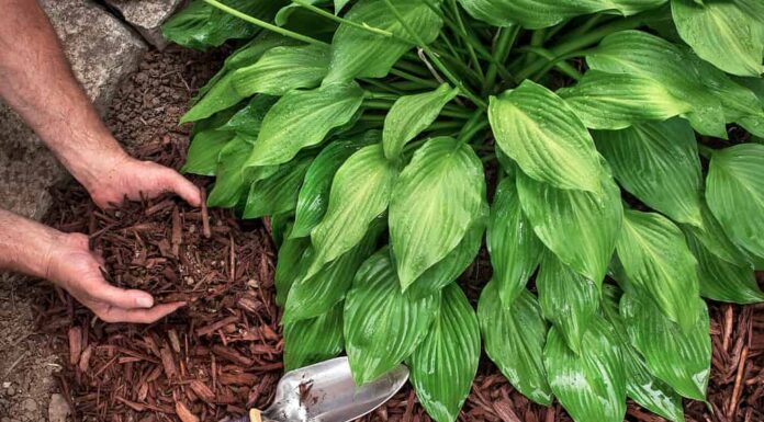 un uomo che indossa guanti da giardinaggio mette del pacciame di trucioli di legno marrone da un sacchetto intorno alle piante di hosta, spargendolo con una cazzuola, per il paesaggio del giardino autunnale e primaverile, il paesaggio, le piante da ombra decorative
