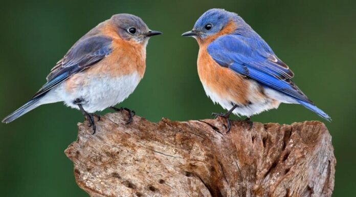 uccelli azzurri appollaiati, uno di fronte all'altro