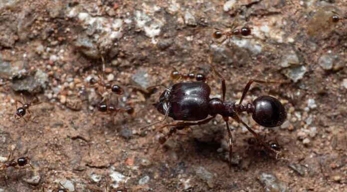 Formica dalla testa grande del soldato con un gruppo di formiche operaie
