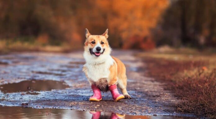 corgi con gli stivali da pioggia