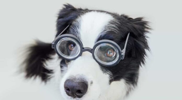 Cane che indossa occhiali