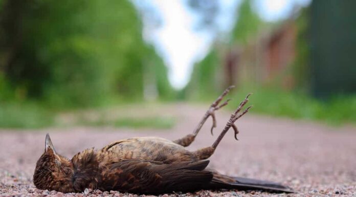 Passero uccello ucciso da un'auto sulla strada.  L'uccello morto giace sull'asfalto.  Passero ferito sul marciapiede.  Tutela degli animali e rispetto della natura.