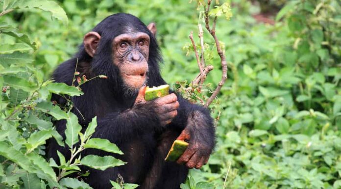 Santuario degli scimpanzé, Riserva di caccia - Uganda, Africa orientale