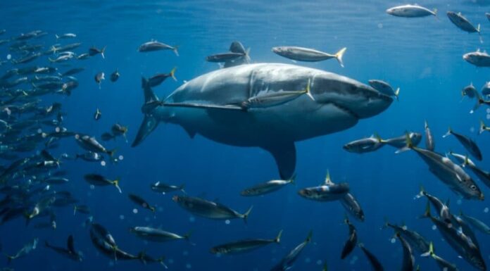 Cosa mangiano i grandi squali bianchi?