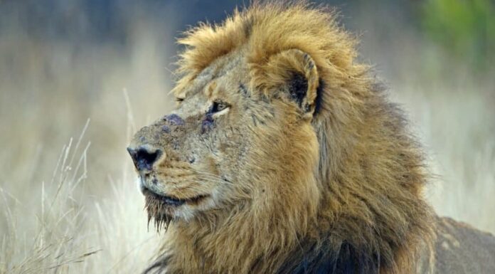 Quanto vivono i leoni - vecchio leone