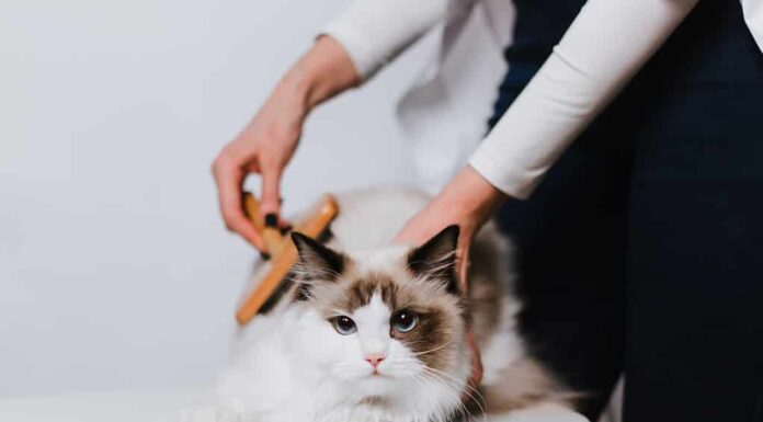 Gatto Ragdoll che viene spazzolato