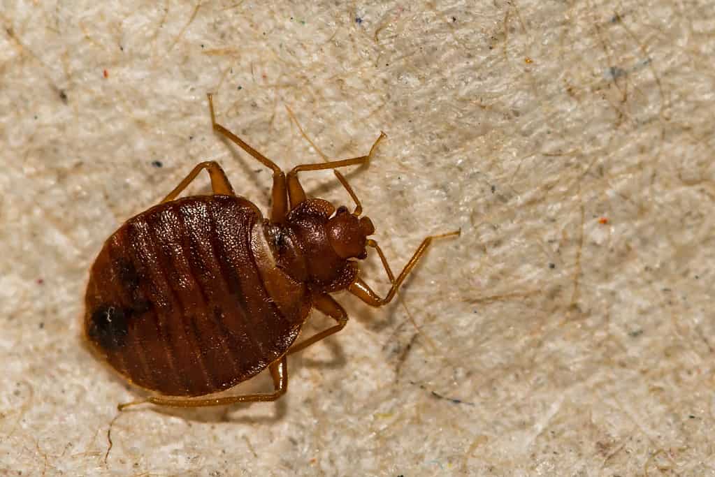 Un primo piano di una cimice (Cimex lectularius)