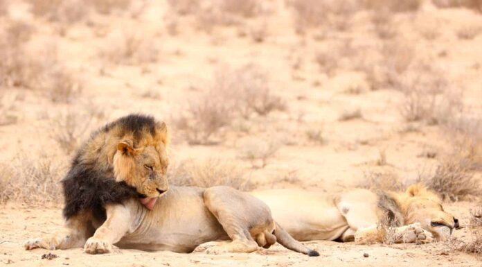 Leone maschio dalla criniera nera che si lecca la pelliccia mentre giace sulla sabbia del deserto del Kalahari, in Sud Africa