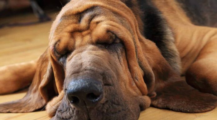 31 cani posseduti da celebrità
