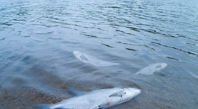 Tre pesci morti in un lago.