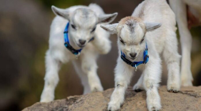 Due capretti di cashmere che giocano.