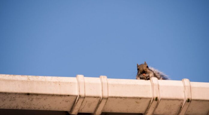 Due giovani scoiattoli sul tetto: sbirciano dalla grondaia mentre lasciano il nido nella soffitta di casa mia.  Fauna urbana, Sheffield, Regno Unito