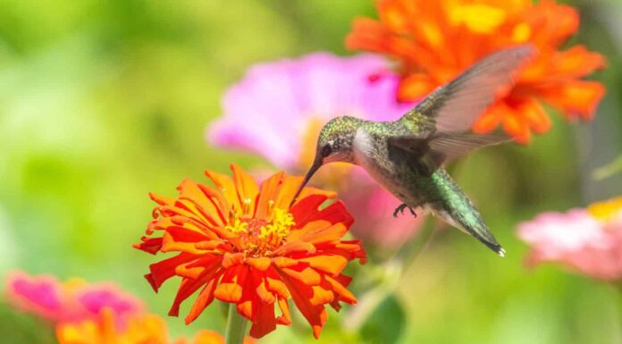 Colibrì dalla gola rubino sorseggiando nettare dal fiore arancione di zinnia che fiorisce in giardino