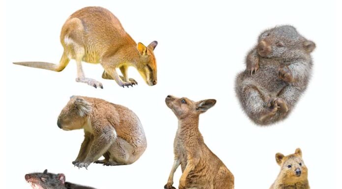 Collage di mammiferi marsupiali australiani, isolati su sfondo bianco.  Wallaby, Diavolo della Tasmania, Wombat, Canguro con Joey, Quokka e Koala.