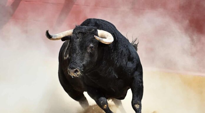 Dove è ancora legale la corrida?
