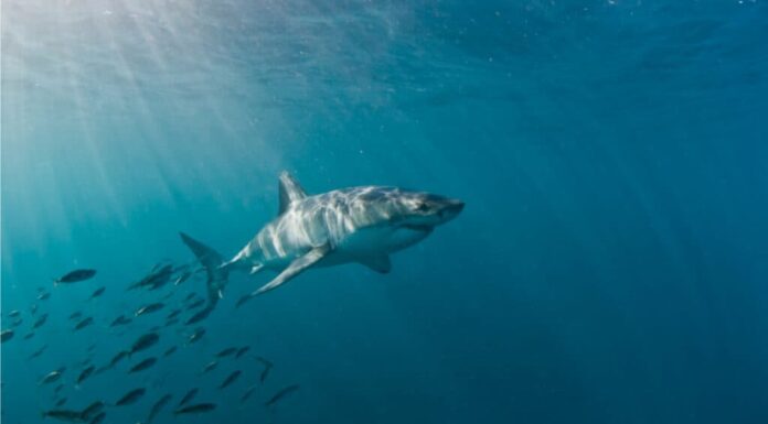 Grandi habitat bianchi: dove vivono i grandi squali bianchi?
