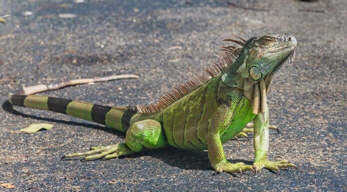Primo piano di una grande iguana verde (nome latino Iguana iguana) che difende il suo territorio nelle chiavi della Florida meridionale (Key West).  Le iguane non sono originarie della Florida e sono considerate una specie invasiva.