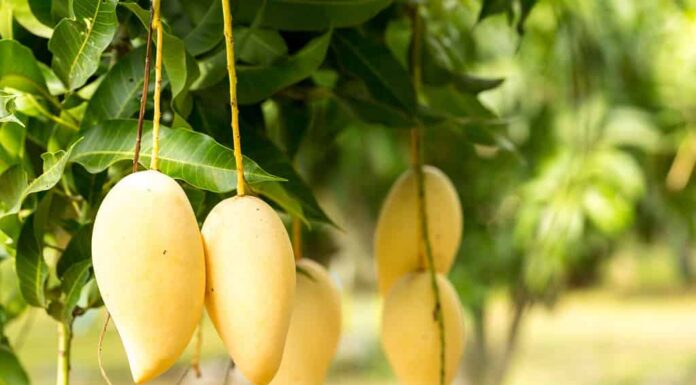 Mango biologico Nam Dok Mai thai, dolce, gustoso, rinfrescante. È la varietà di mango più popolare in Thailandia.  concetto di vitamina dalla frutta.