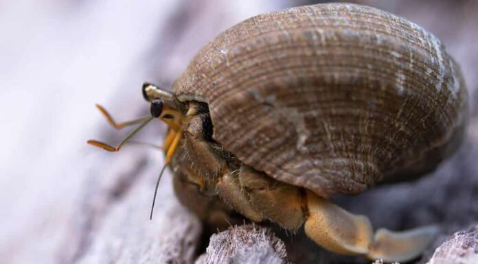 Il granchio eremita si nascondeva in una conchiglia