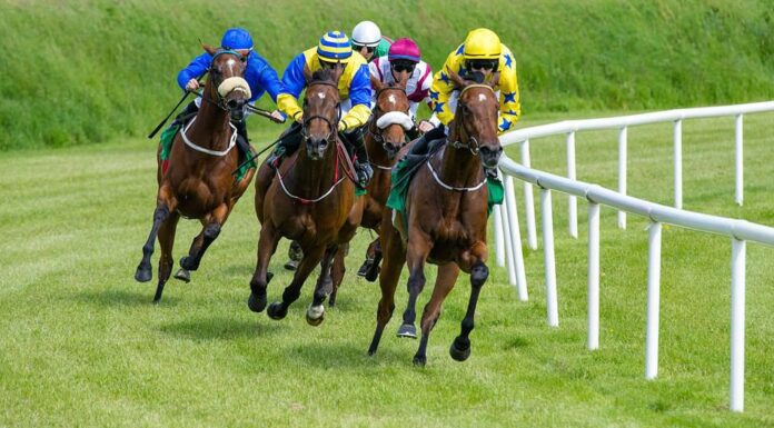 cavalli da corsa al galoppo in competizione