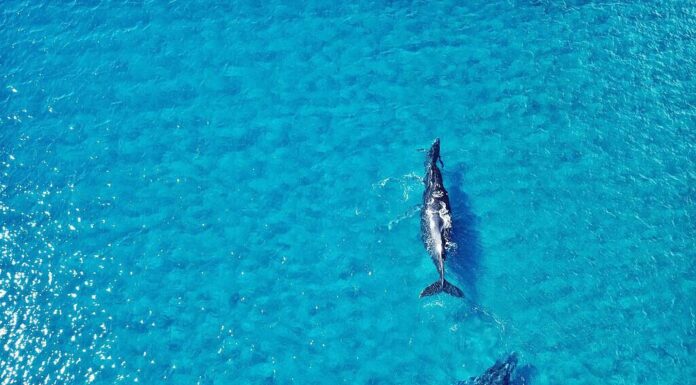 Le megattere del Pacifico al largo di Maui, Hawai'i