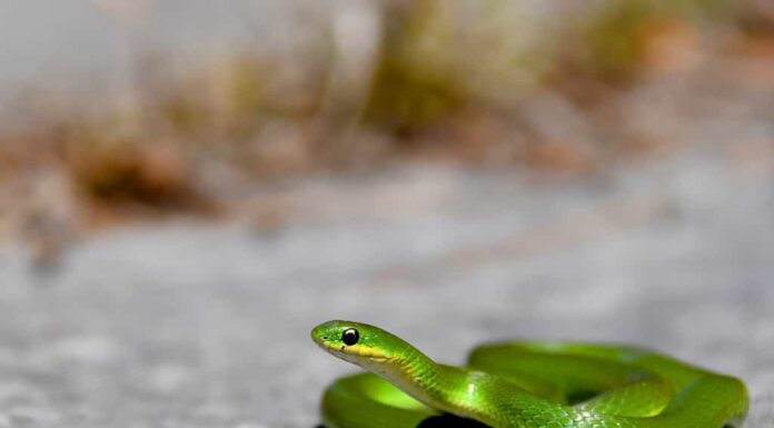 Greensnake liscio che si crogiola sulla roccia esposta dello Scudo canadese