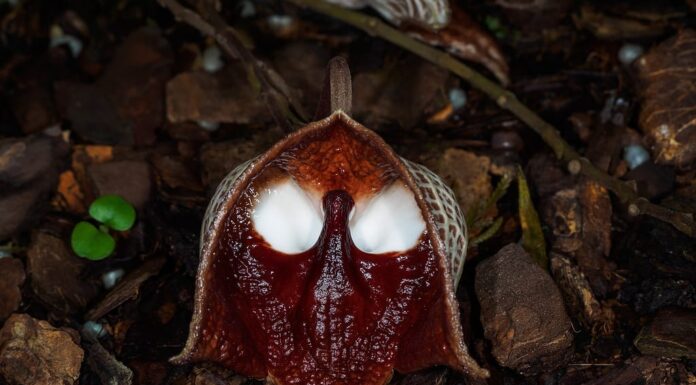 Pianta di Darth Vader (Aristolochia salvadorensis syn. Aristolochia Salvador platensis)
