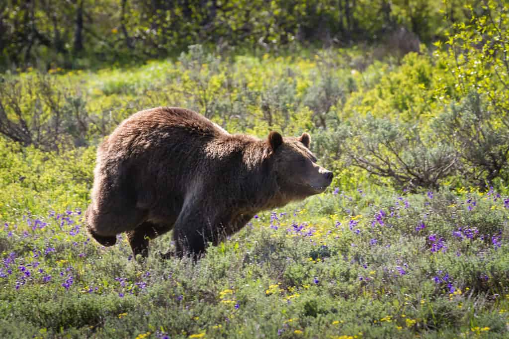 Una madre grizzly molto protettiva, correndo a tutta velocità, carica un intruso nel suo territorio.