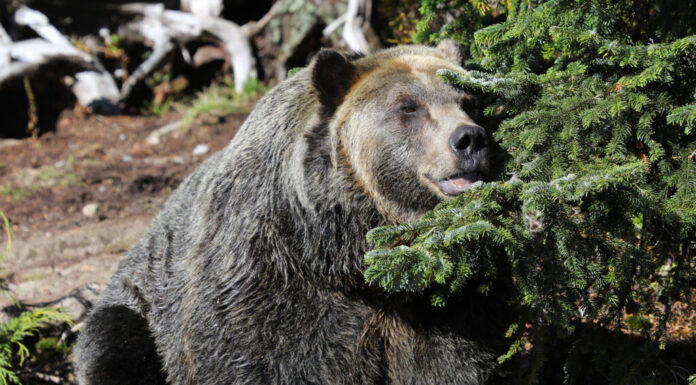 Primo piano di grande orso grizzly