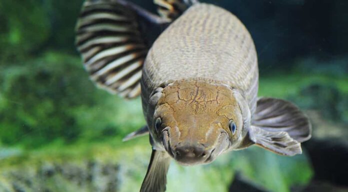 Enorme luccio alligatore da vicino