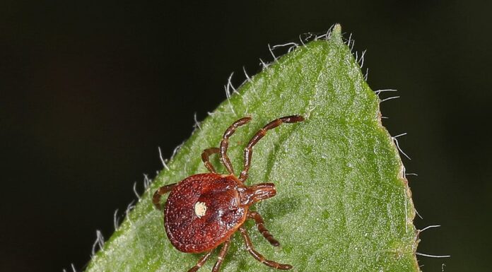 La zecca più pericolosa in agguato negli Stati Uniti
